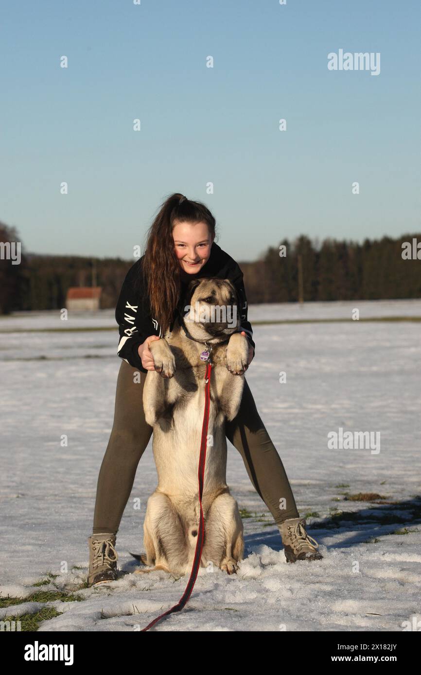 Kangal, cane da guardia anatolico, a cui viene insegnato trucchi da una ragazza, Allgaeu, Baviera, Germania Foto Stock