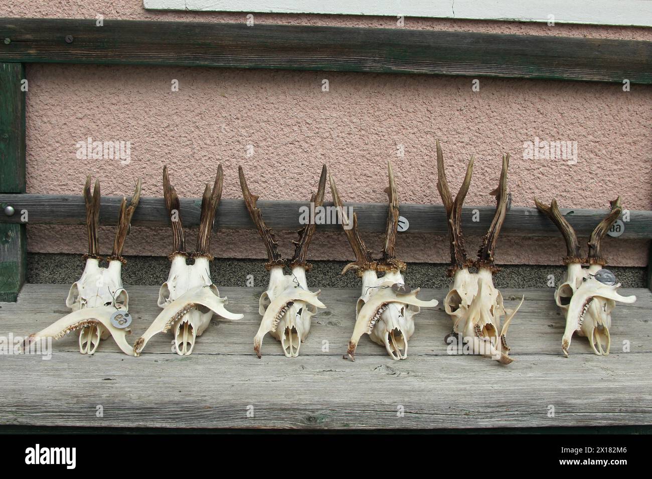 Lavorazione del trofeo Roebuck (Capreolus capreolus), palchi finiti disposti ad asciugare, bassa Austria, Austria Foto Stock