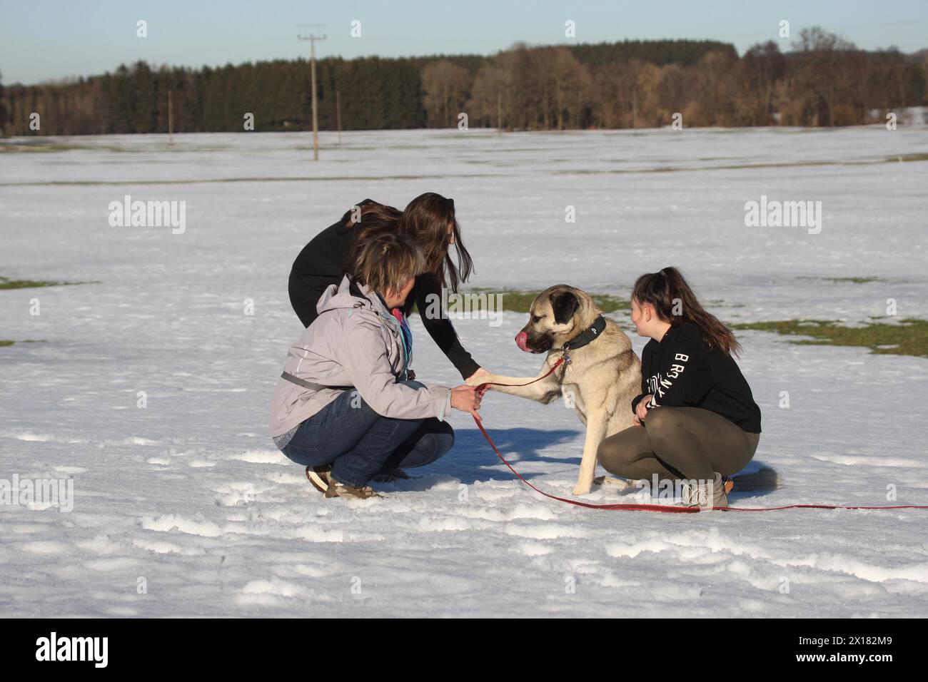 Kangal, cane da guardia anatolico, con donna e ragazza nella neve, Allgaeu, Baviera, Germania Foto Stock