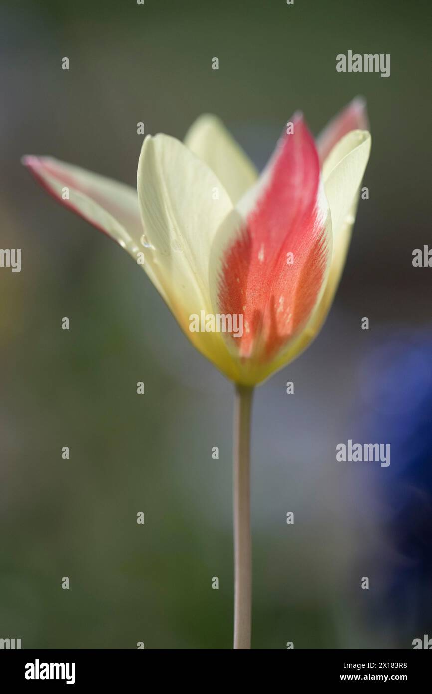 Tulipani selvatici, emblema floreale (Tulipa clusiana), Emsland, bassa Sassonia, Germania Foto Stock