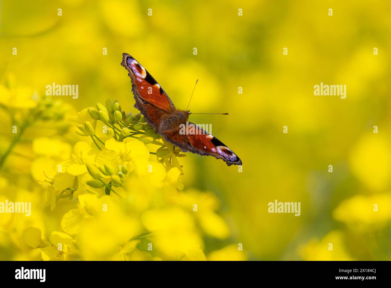 Una farfalla di pavone seduta su una fioritura di stupro in un campo di stupro vicino a Francoforte sul meno, Francoforte sul meno, Assia, Germania Foto Stock