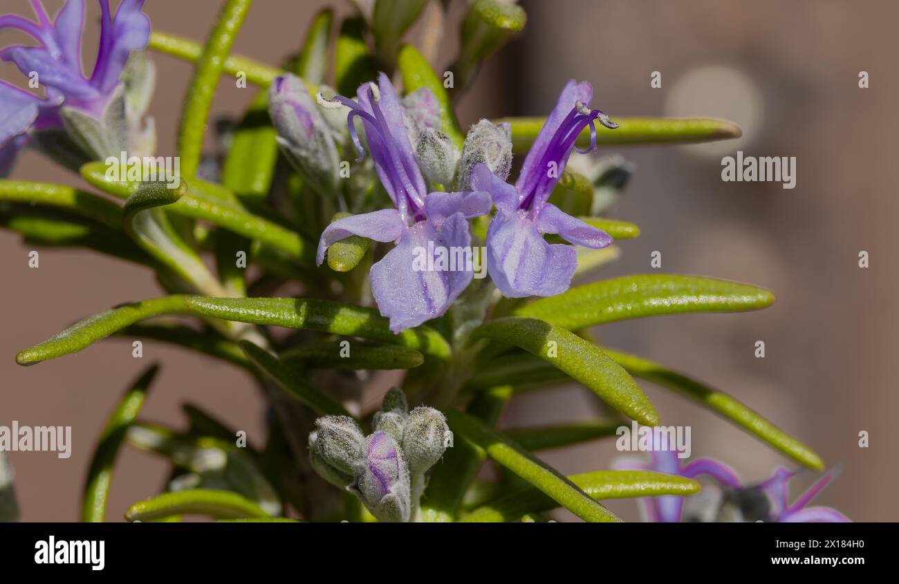Rosmarino (Salvia rosmarinus), spezie, fiori, macro Foto Stock