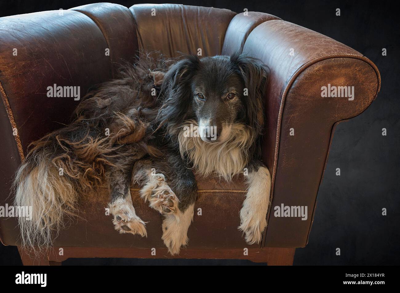 Vecchio e stanco Border Collie nella sua poltrona in pelle, Meclemburgo-Vorpommern, Germania Foto Stock