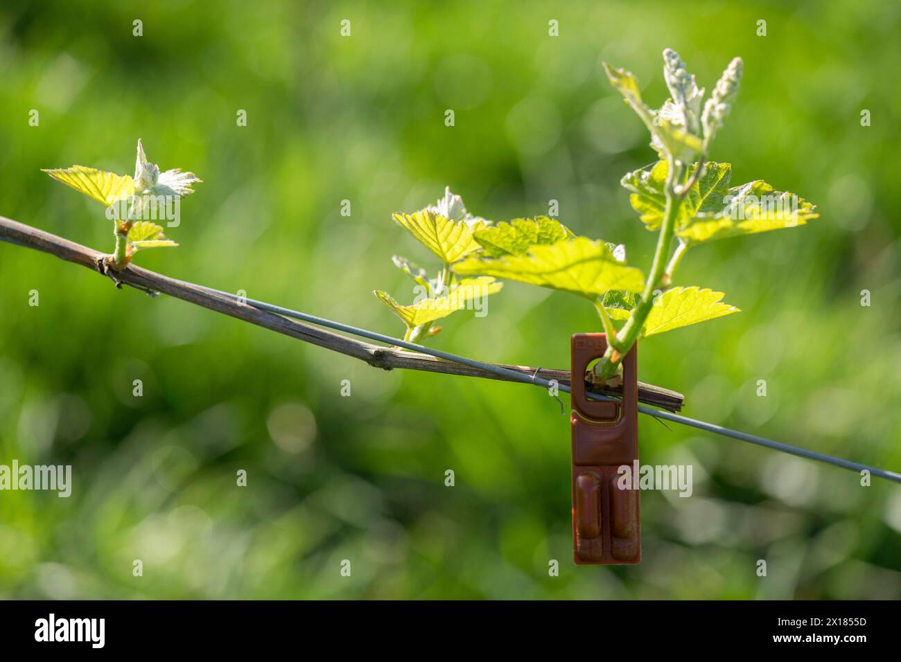 Disinfestazione in vigna, foglie giovani di vite in primavera, fiala feromone per attirare lo scarabeo della corteccia, viticoltura, germogli, germogli Foto Stock