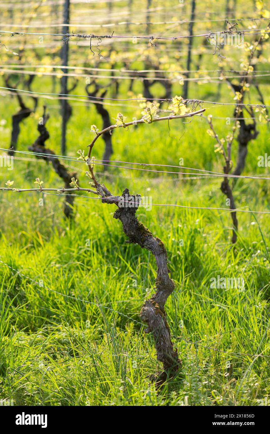 Viti in primavera, viticoltura, germogli, germogli, viti, erba, Baden-Wuerttemberg, Germania Foto Stock