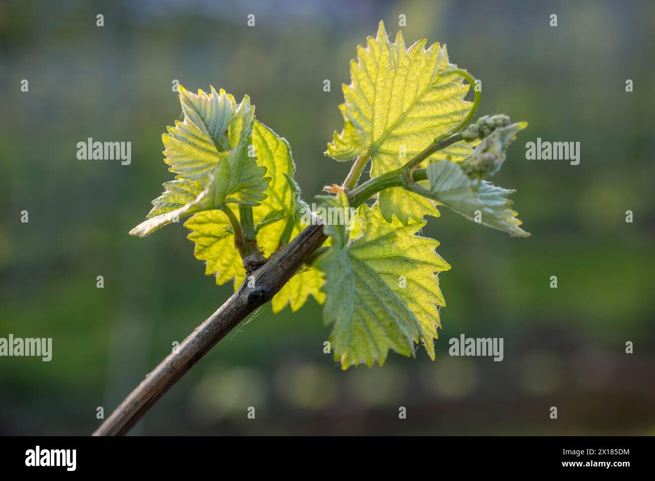 Giovani foglie di vite in primavera, viticoltura, germogli, germogli, viti, Baden-Wuerttemberg, Germania Foto Stock
