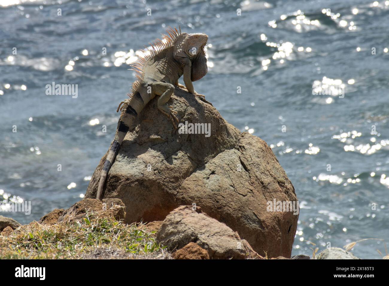 Iguana verde crogiolata sulla roccia con l'oceano sullo sfondo Foto Stock