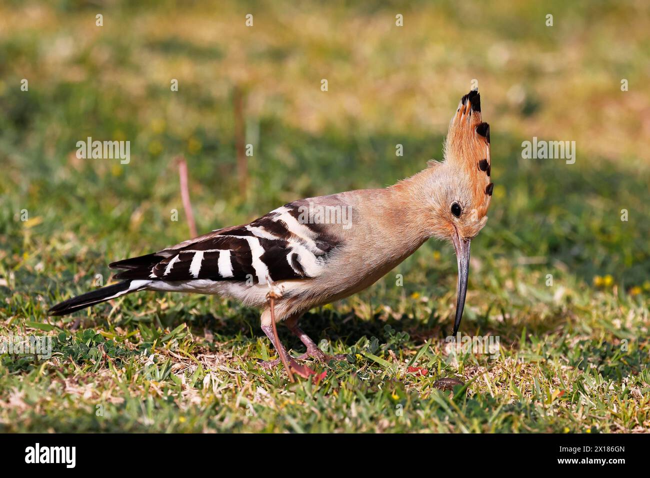 Hoopoe (Upupa epops) Foraging, Isole Canarie, Gran Canaria, Spagna Foto Stock