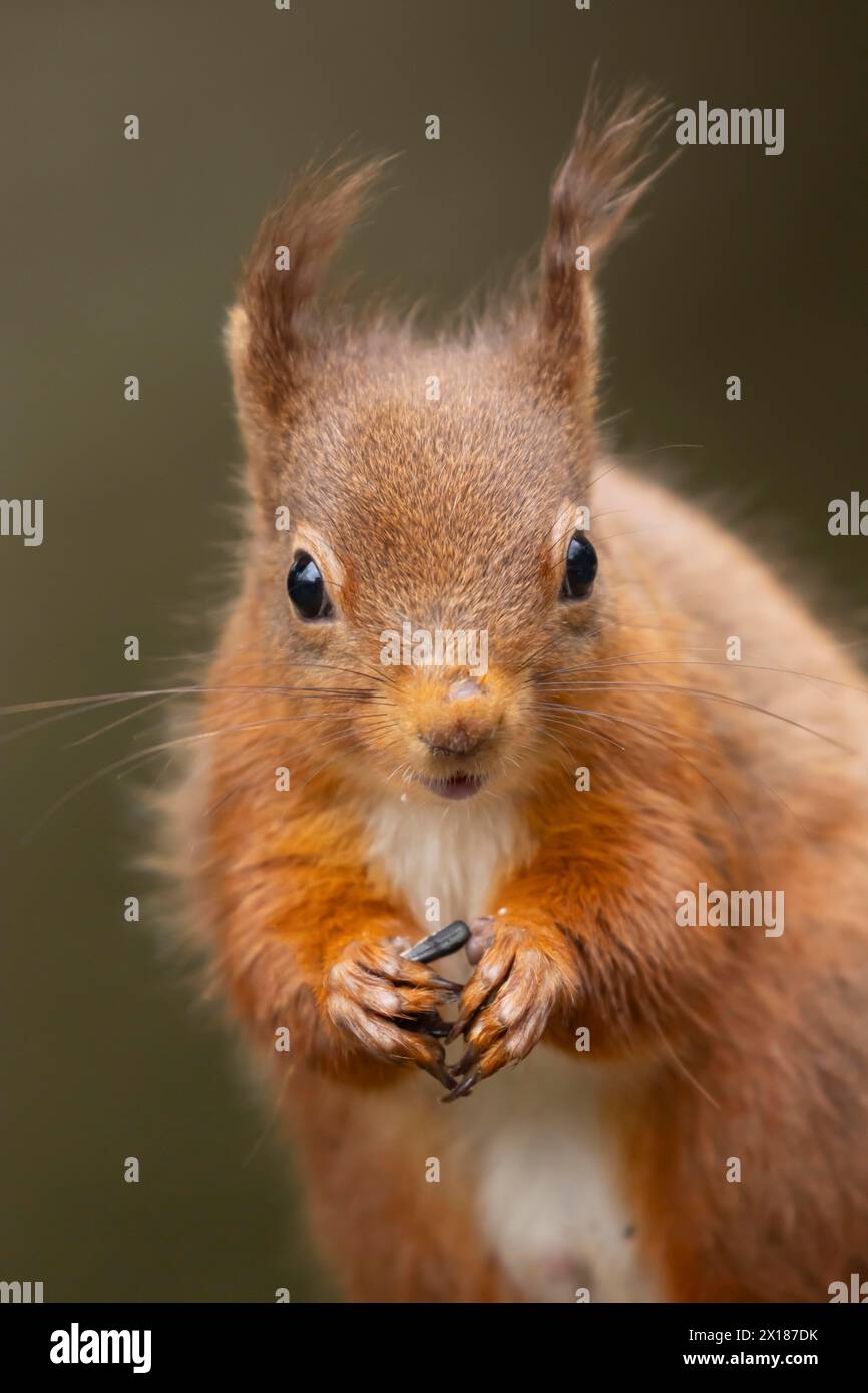 Scoiattolo rosso Sciurus vulgaris animale adulto che si nutre di noci, Yorkshire, Inghilterra, Regno Unito, Europa Foto Stock