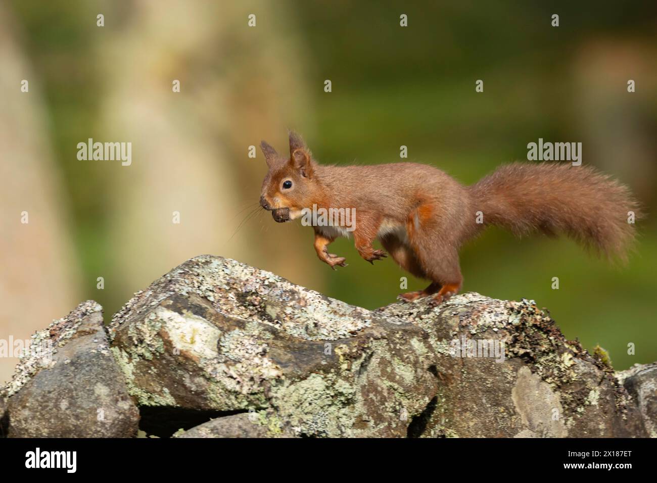 Scoiattolo rosso (Sciurus vulgaris) animale adulto che corre su un muro di pietra secca con un dado in bocca, Yorkshire, Inghilterra, Regno Unito, Europa Foto Stock