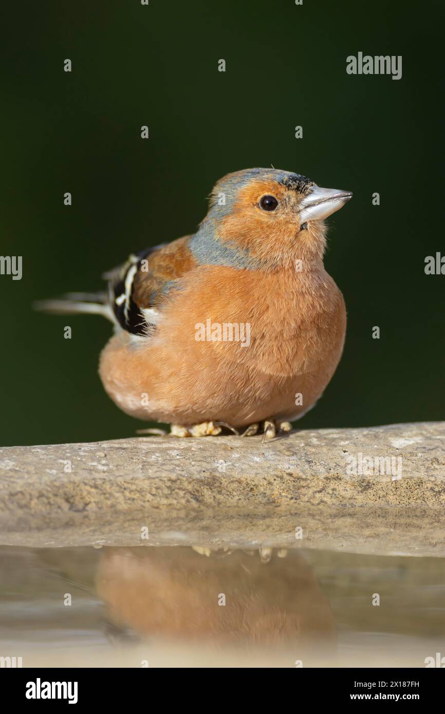 Zaffinch eurasiatico (Fringilla coelebs) uccello maschio adulto in un bagno di uccelli da giardino, Inghilterra, Regno Unito Foto Stock