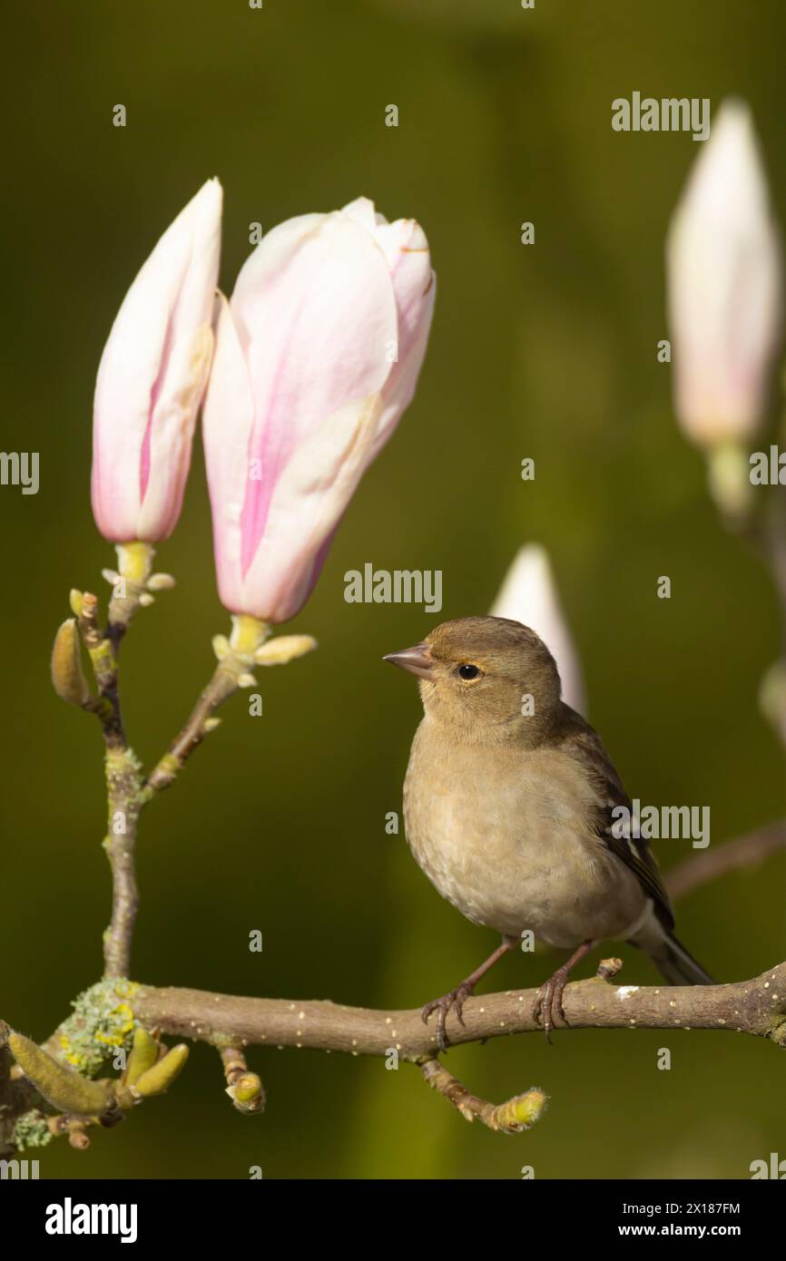 Zaffinch eurasiatico (Fringilla coelebs) uccello femmina adulto su un ramo di albero di Magnolia da giardino in primavera, Inghilterra, Regno Unito Foto Stock