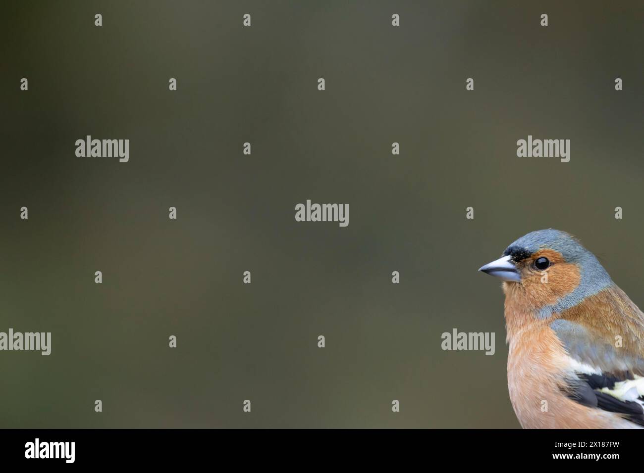 Zaffinch eurasiatico (Fringilla coelebs) ritratto della testa di uccello maschile adulto, Inghilterra, Regno Unito Foto Stock