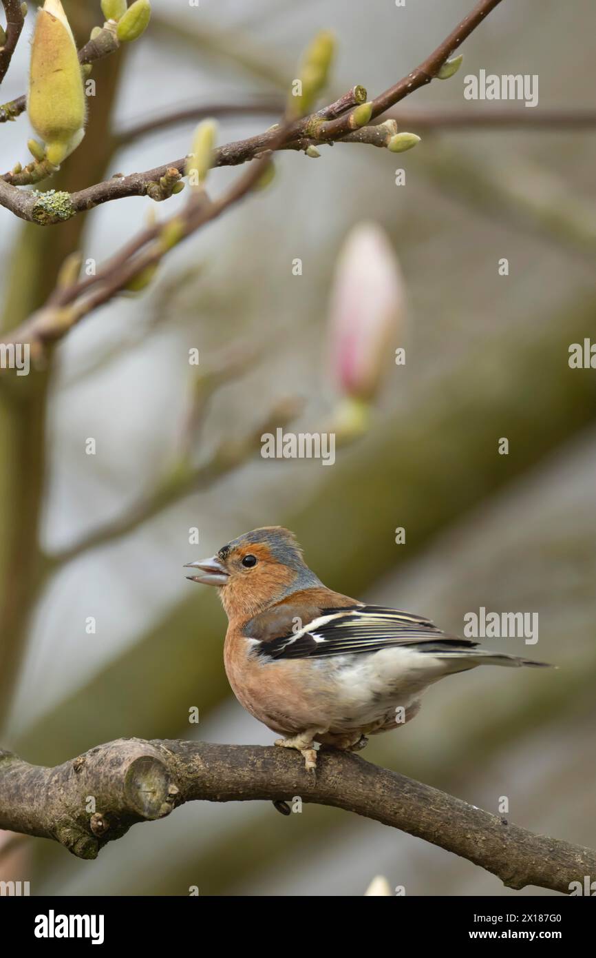 Zaffinch eurasiatico (Fringilla coelebs) uccello maschio adulto che canta su un ramo di albero Magnolia del giardino, Inghilterra, Regno Unito Foto Stock