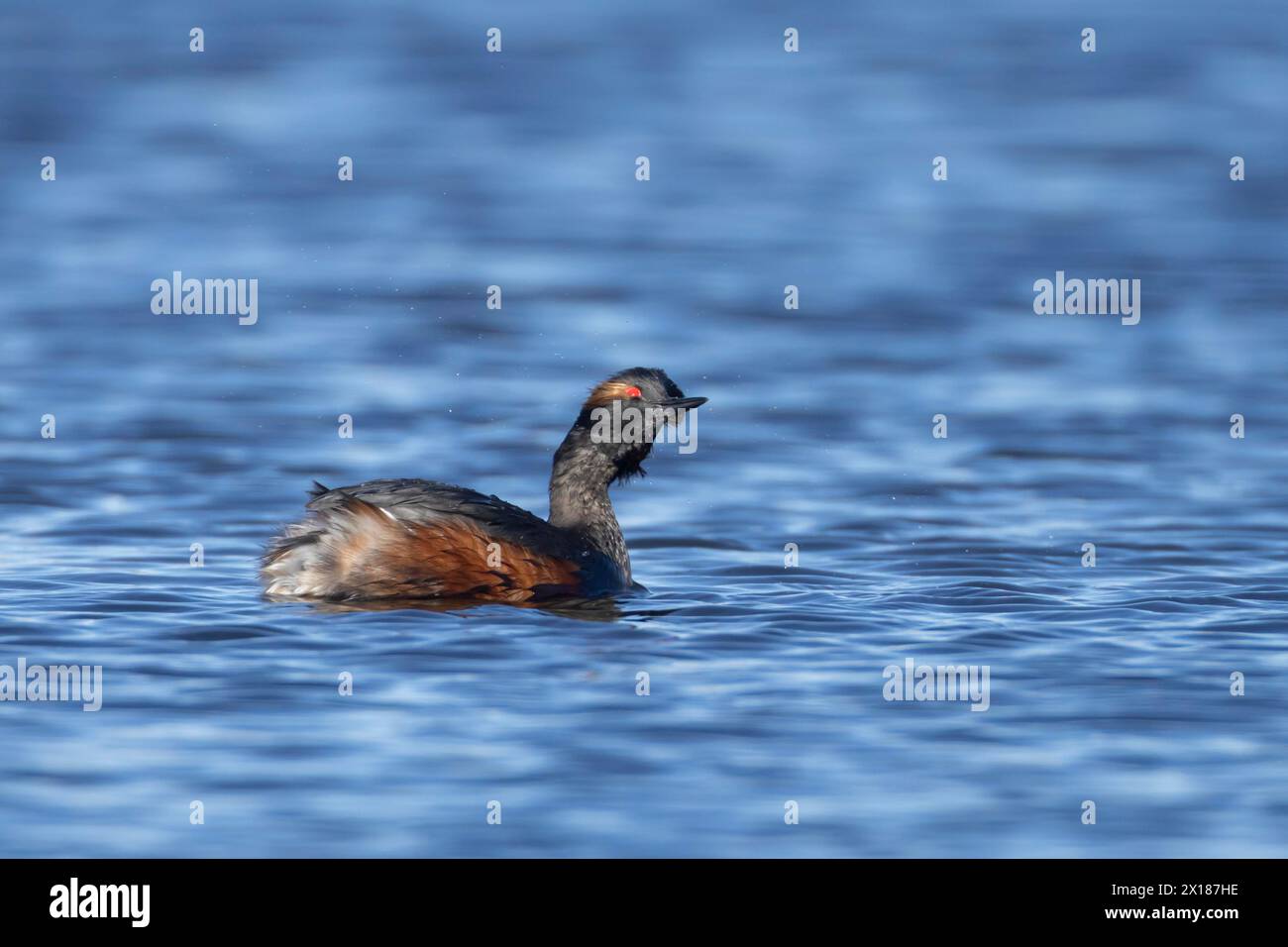 Uccello a collo nero (Podiceps nigricollis) adulto in nidificazione del piumaggio scuotendo l'acqua dalla testa su un lago, Yorkshire, Inghilterra, Regno Unito Foto Stock