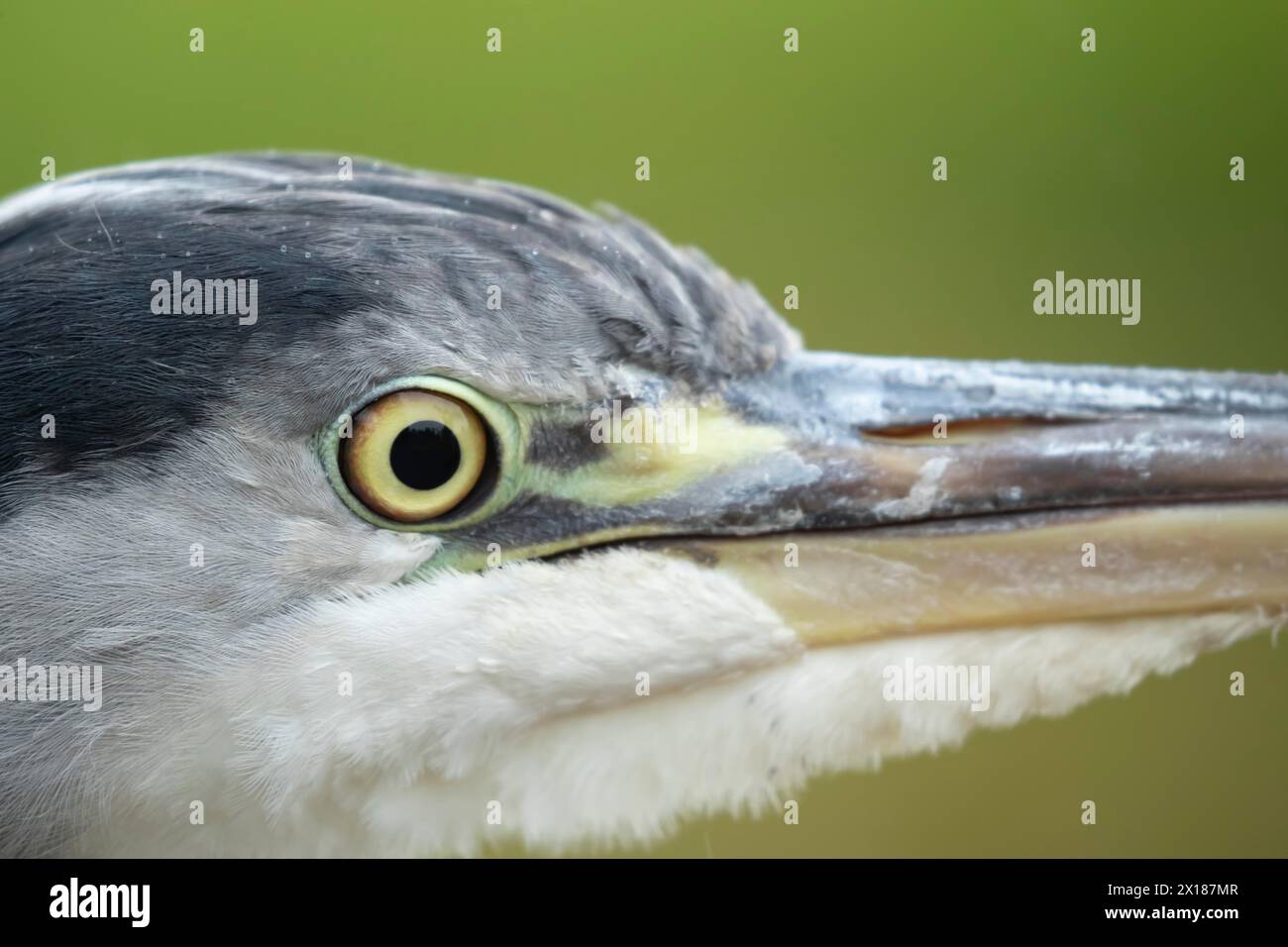 Aironi grigi (Ardea cinerea) uccello adulto primo piano della testa e dell'occhio, Inghilterra, Regno Unito Foto Stock