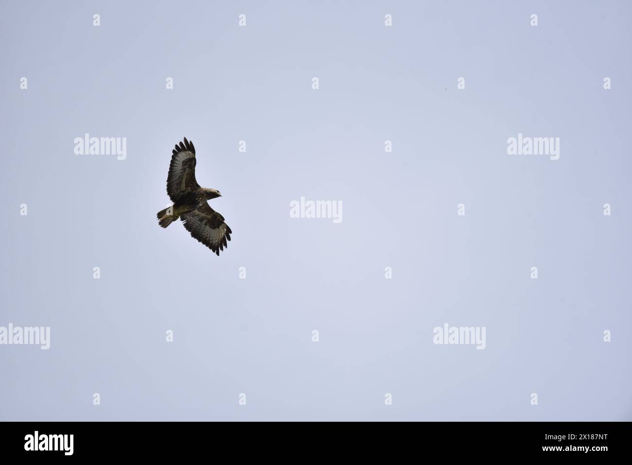 Common Buzzard (Buteo buteo) volando da sinistra a destra, a sinistra di Image, contro un cielo azzurro pallido, scattato nel Galles centrale, Regno Unito ad aprile Foto Stock Common Buzzard (Buteo buteo) volando da sinistra a destra, a sinistra di Image, contro un cielo azzurro pallido, scattato nel Galles centrale, Regno Unito ad aprile Foto Stock