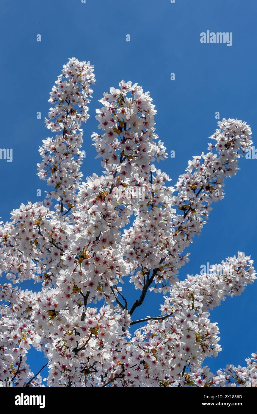 I ciliegi bianchi sbocciano contro un cielo blu, Allgaeu, Svevia, Baviera, Germania Foto Stock