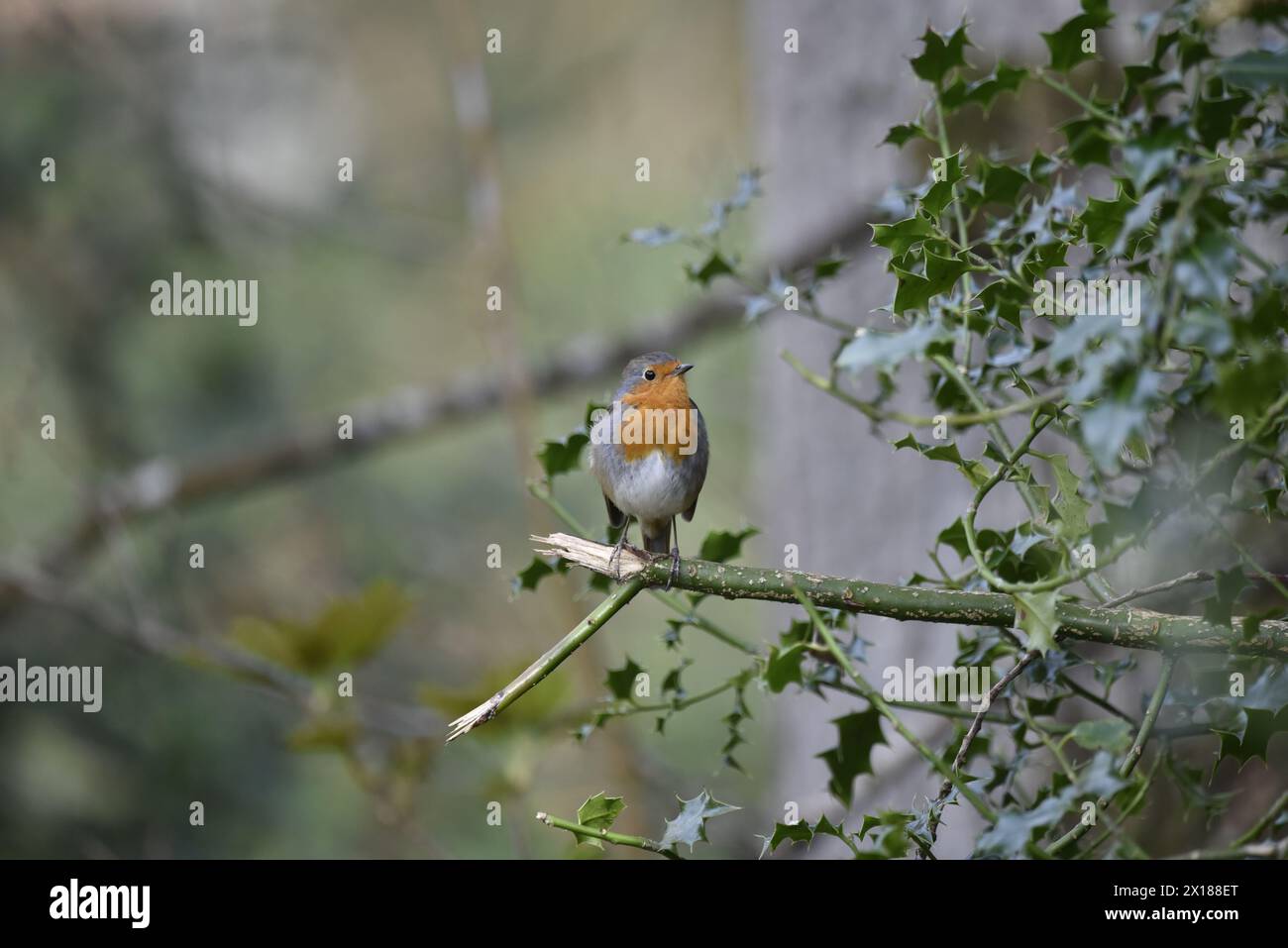 Immagine in primo piano destra di un Robin europeo (erithacus rubecula), rivolto con l'occhio sinistro sulla telecamera, appollaiato alla fine di un ramo entrando da destra Foto Stock