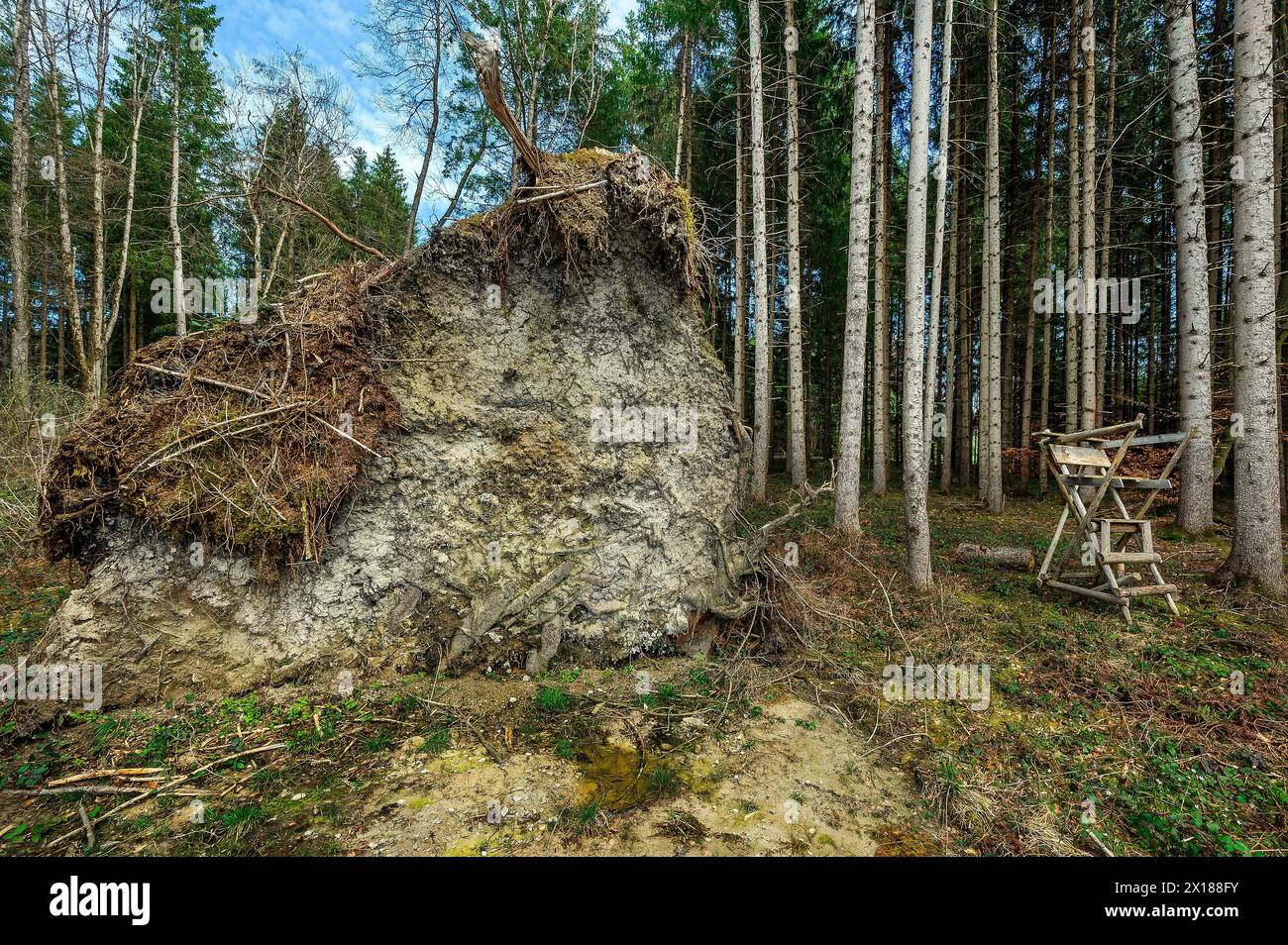 Alberi sradicati dai danni provocati dalla tempesta, Kemptner Wald, Allgaeu, Svevia, Baviera, Germania Foto Stock