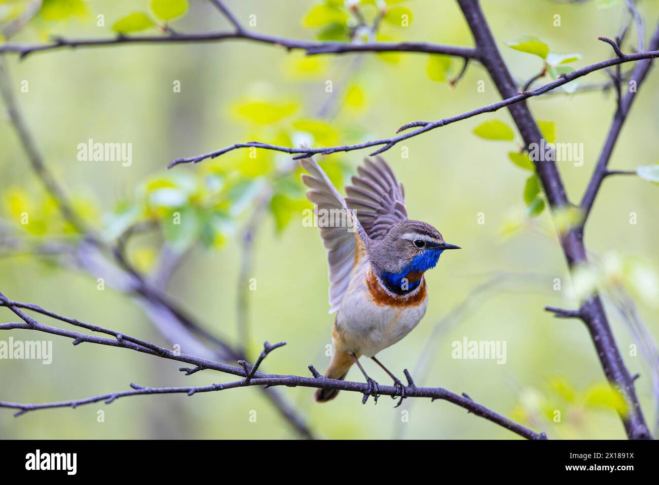 Bluethroat o Tundra Bluethroat (Luscinia svecica), maschio adulto seduto su un ramo e sbattendo le ali, Varanger, Finnmark, Norvegia Foto Stock