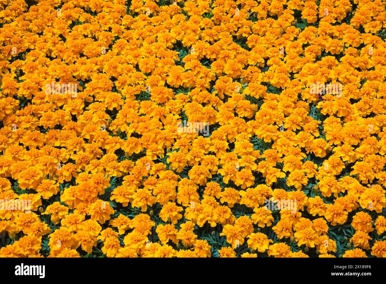 Tagete arancioni e fiori Marigold che crescono in contenitori all'interno della serra in primavera, Quebec, Canada Foto Stock