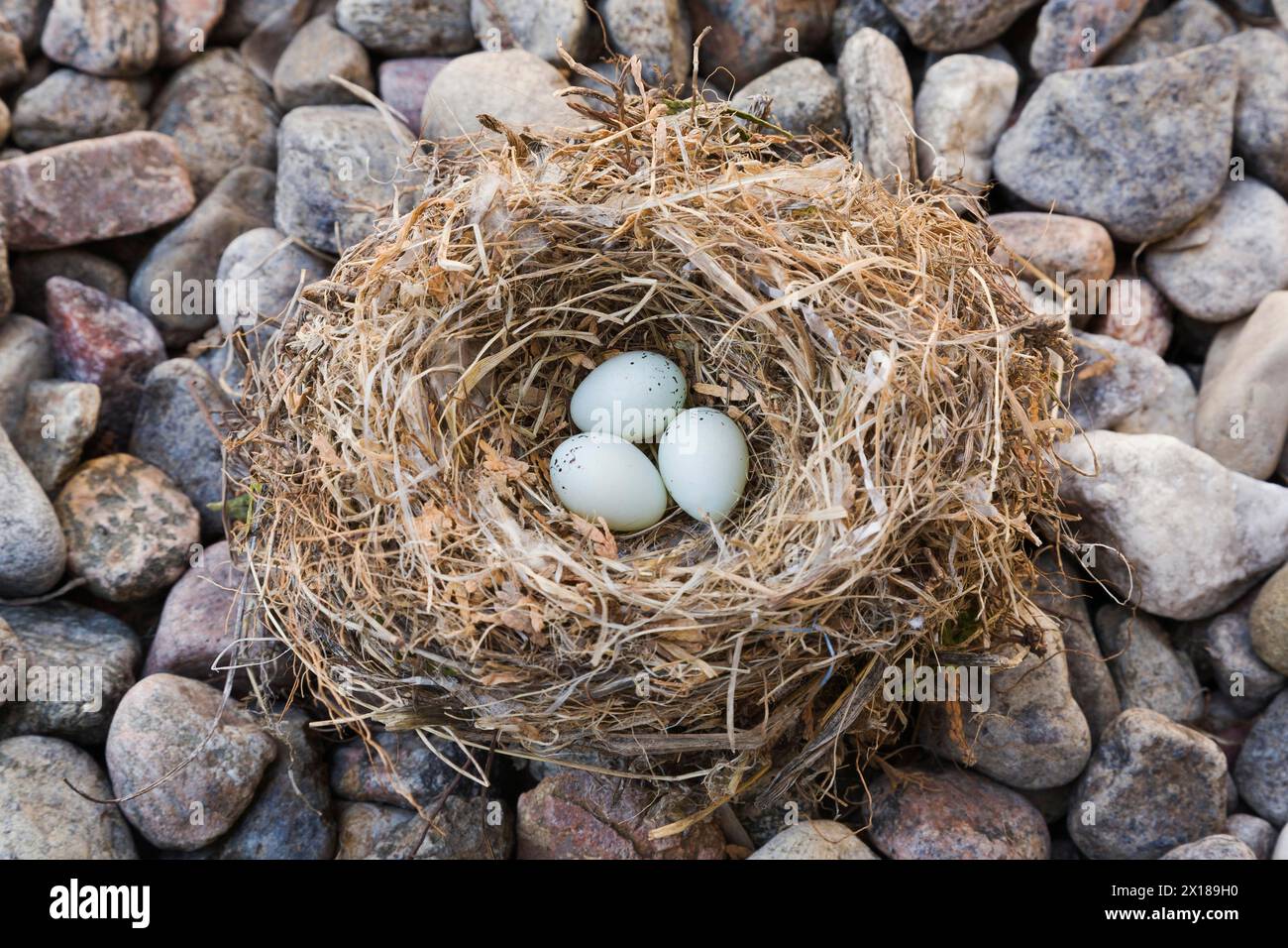 Primo piano di Housefinch, nido di uccelli di Haemorhous mexicanus con tre uova su un letto di pietre di fiume, Quebec, Canada Foto Stock