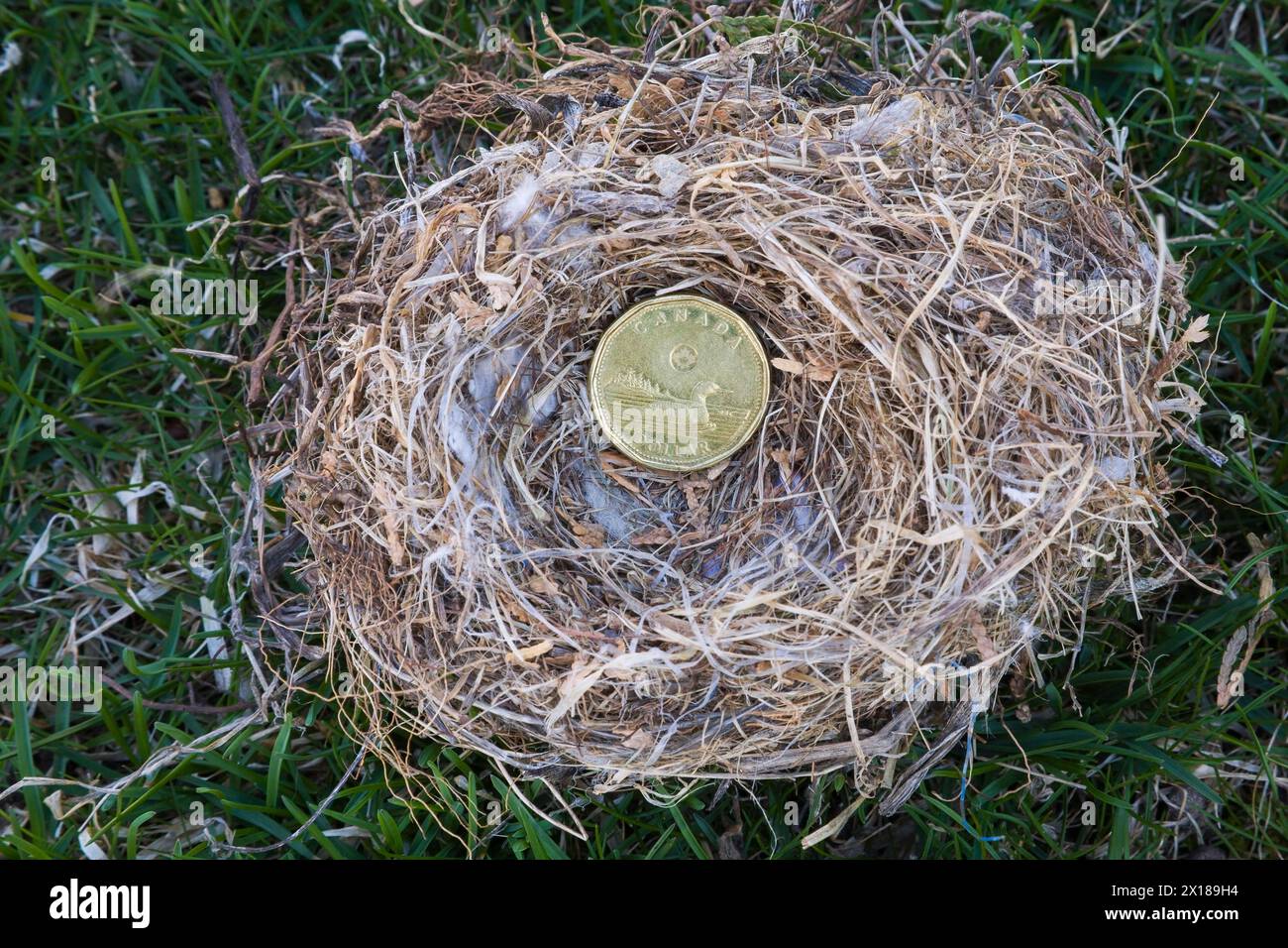 Primo piano di Housefinch, nido di uccelli di Haemorhous mexicanus con moneta canadese da un dollaro su sfondo verde, Quebec, Canada Foto Stock