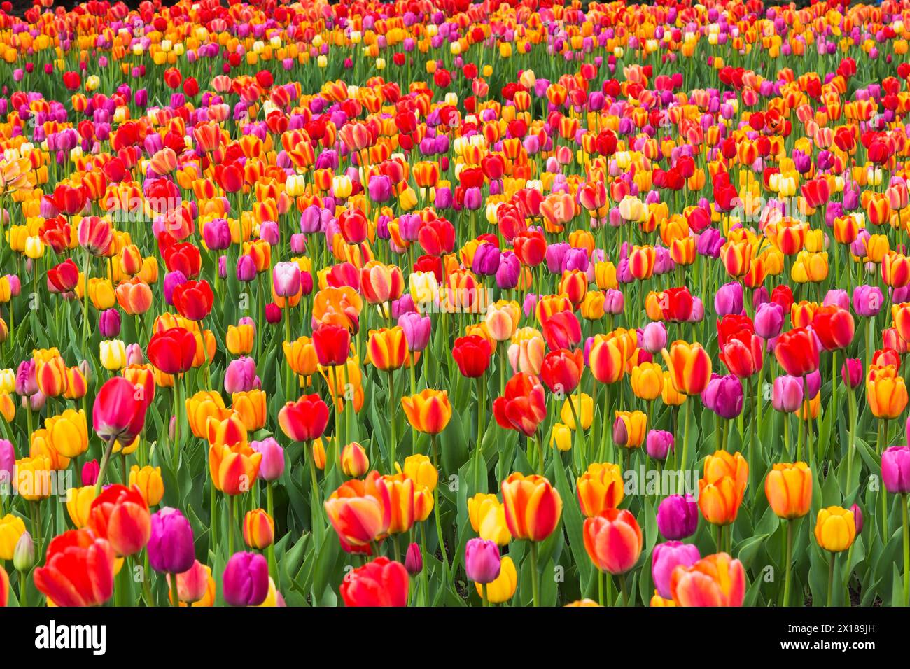 Letto di Tulipa rosso, rosa, arancione e giallo, tulipani in primavera, Montreal, Quebec, Canada Foto Stock