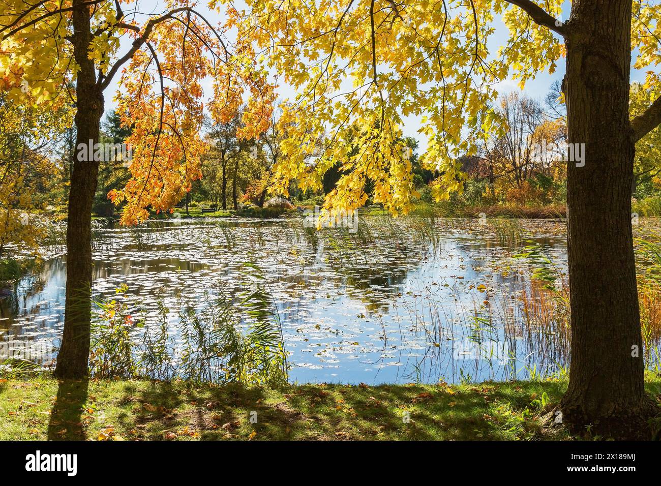 Stagno con ninfea, ninfee attraverso Acer giallo e arancio, aceri in autunno, Giardino botanico di Montreal, Quebec, Canada Foto Stock