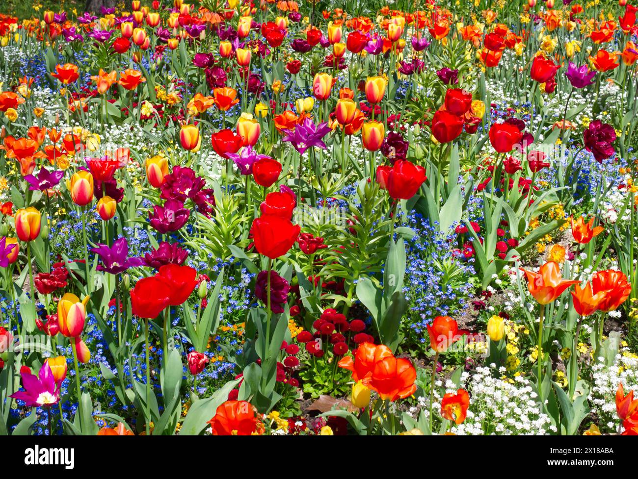 Prato floreale colorato con principalmente tulipani (Tulipa sylvestris) Foto Stock