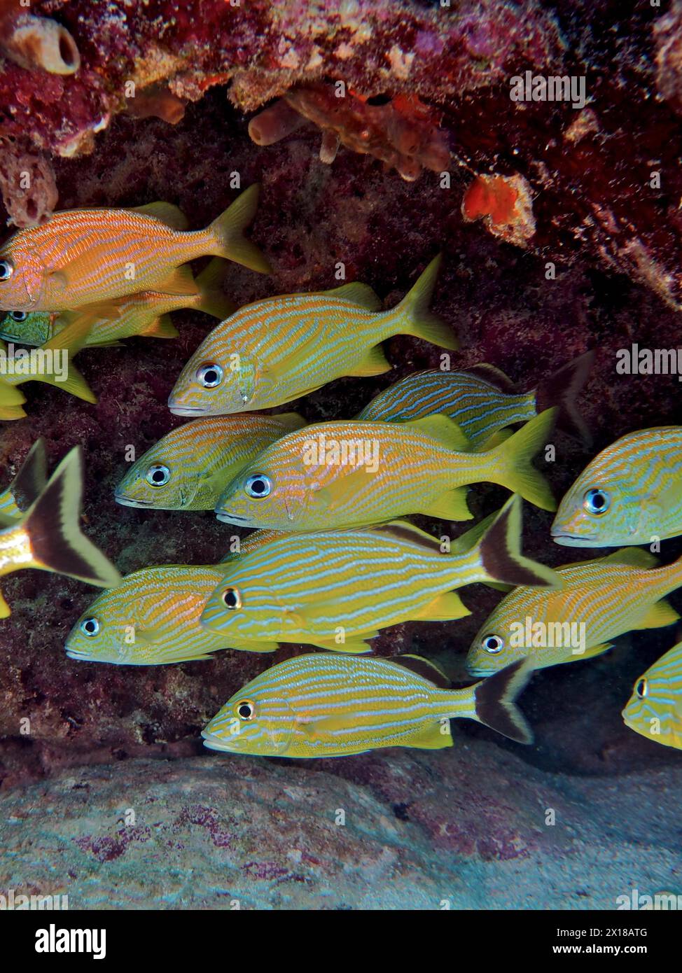 Scuola di pesci, gruppo di grugne azzurre (Haemulon sciurus) e grugne francesi (Haemulon flavolineatum), sito di immersione John Pennekamp Coral Reef State Foto Stock