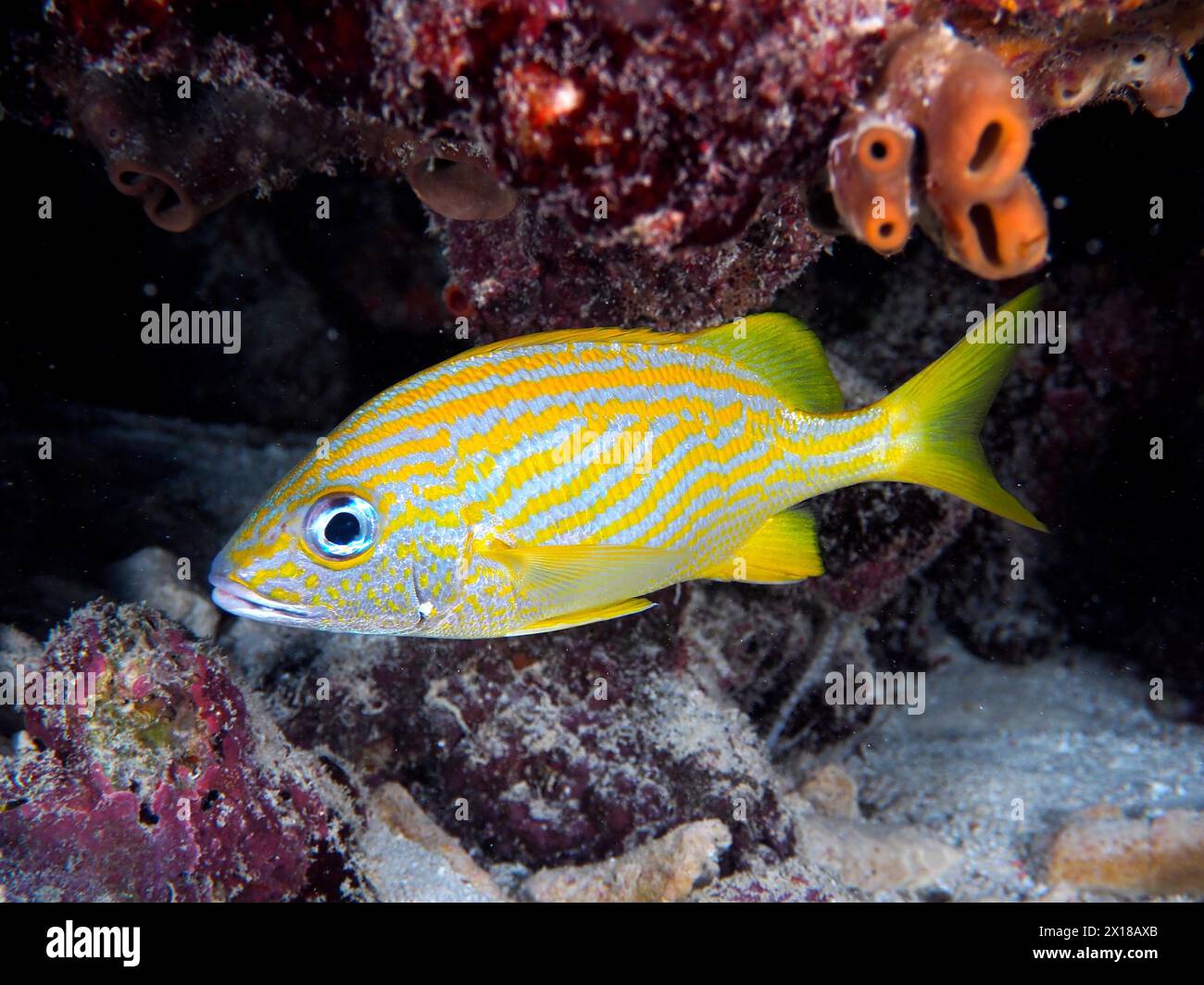 Grunt francese (Haemulon flavolineatum), sito di immersione John Pennekamp Coral Reef State Park, Key largo, Florida Keys, Florida, Stati Uniti Foto Stock