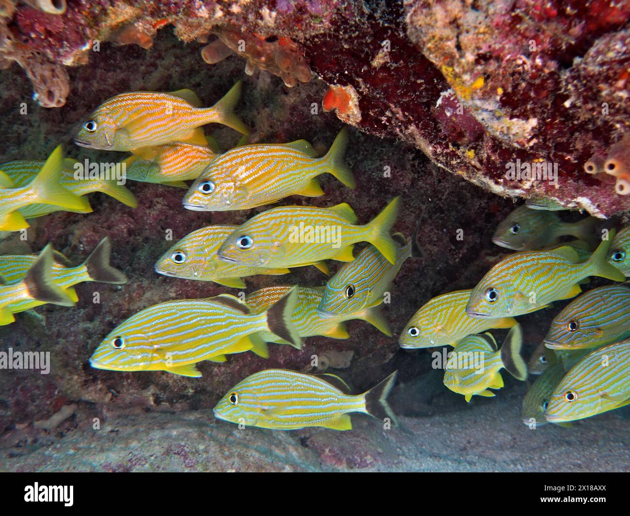 Scuola di pesce, gruppo di granotti francesi (Haemulon flavolineatum), sito di immersione John Pennekamp Coral Reef State Park, Key largo, Florida Keys, Florida, Stati Uniti Foto Stock