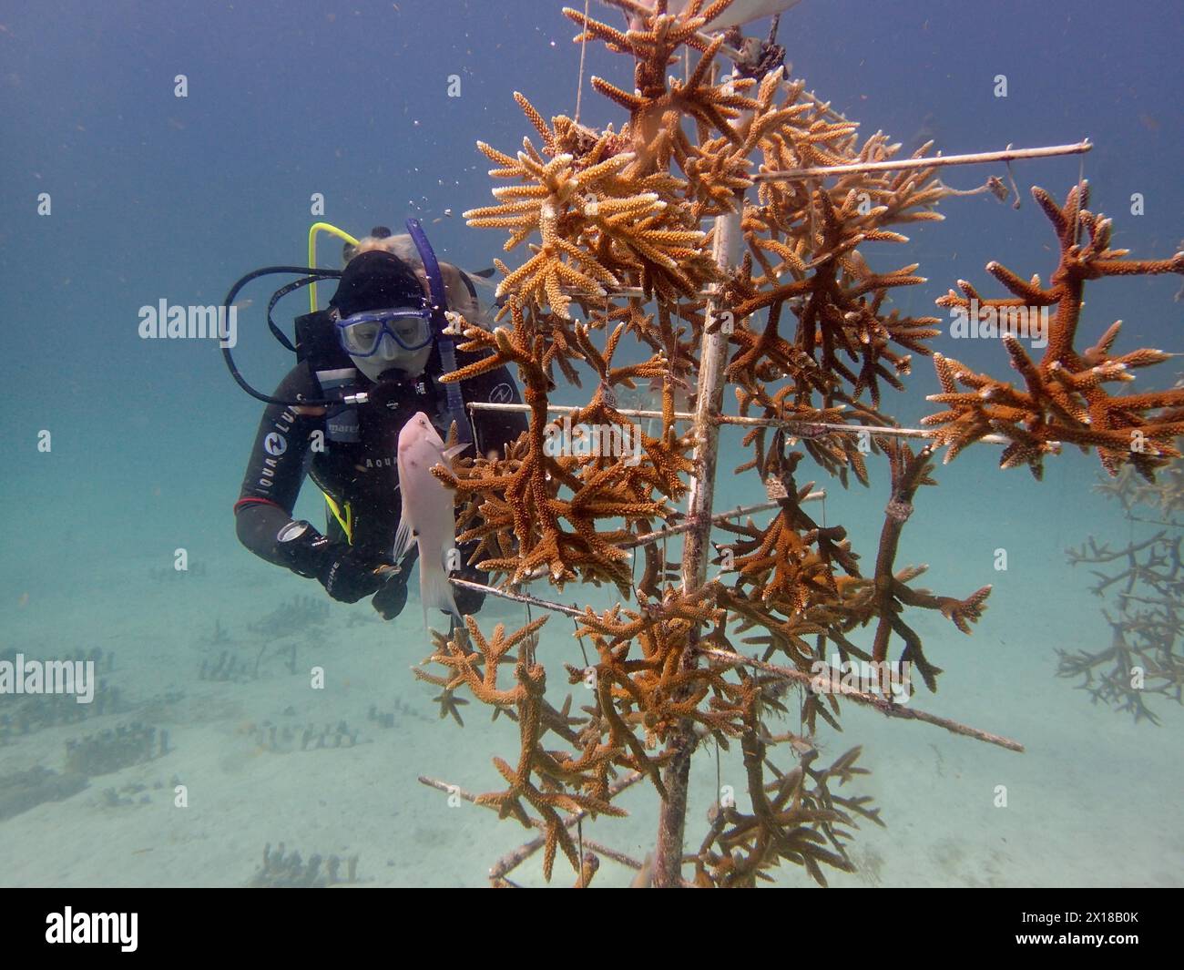 Allevamento di coralli. Esemplari magnificamente coltivati di corallo stagno (Acropora cervicornis) sulla cremagliera, pronti per essere tagliati a pezzi e poi rilasciati Foto Stock