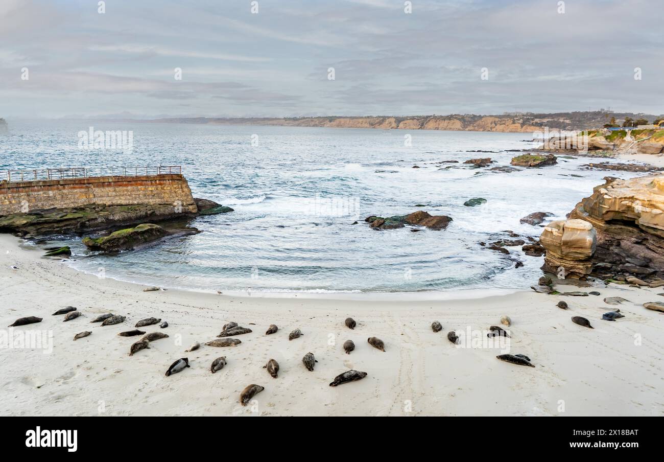 Un gruppo di foche riposa sulla spiaggia di la Jolla, San Diego, Calirfornia Foto Stock