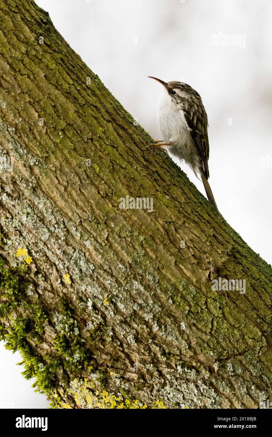 Treecreeper eurasiatico (Certhia familiaris) che sale su un tronco di albero coperto di muschio, Assia, Germania, Europa Foto Stock