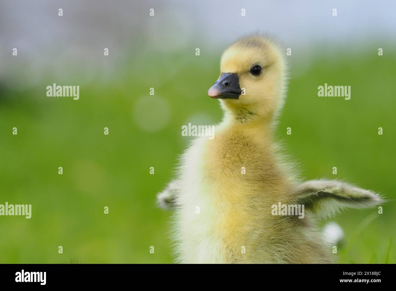 Un pulcino d'oca grigio (Anser anser) con morbido piumaggio si trova nell'erba davanti a uno sfondo verde sfocato, Hesse, Germania Foto Stock