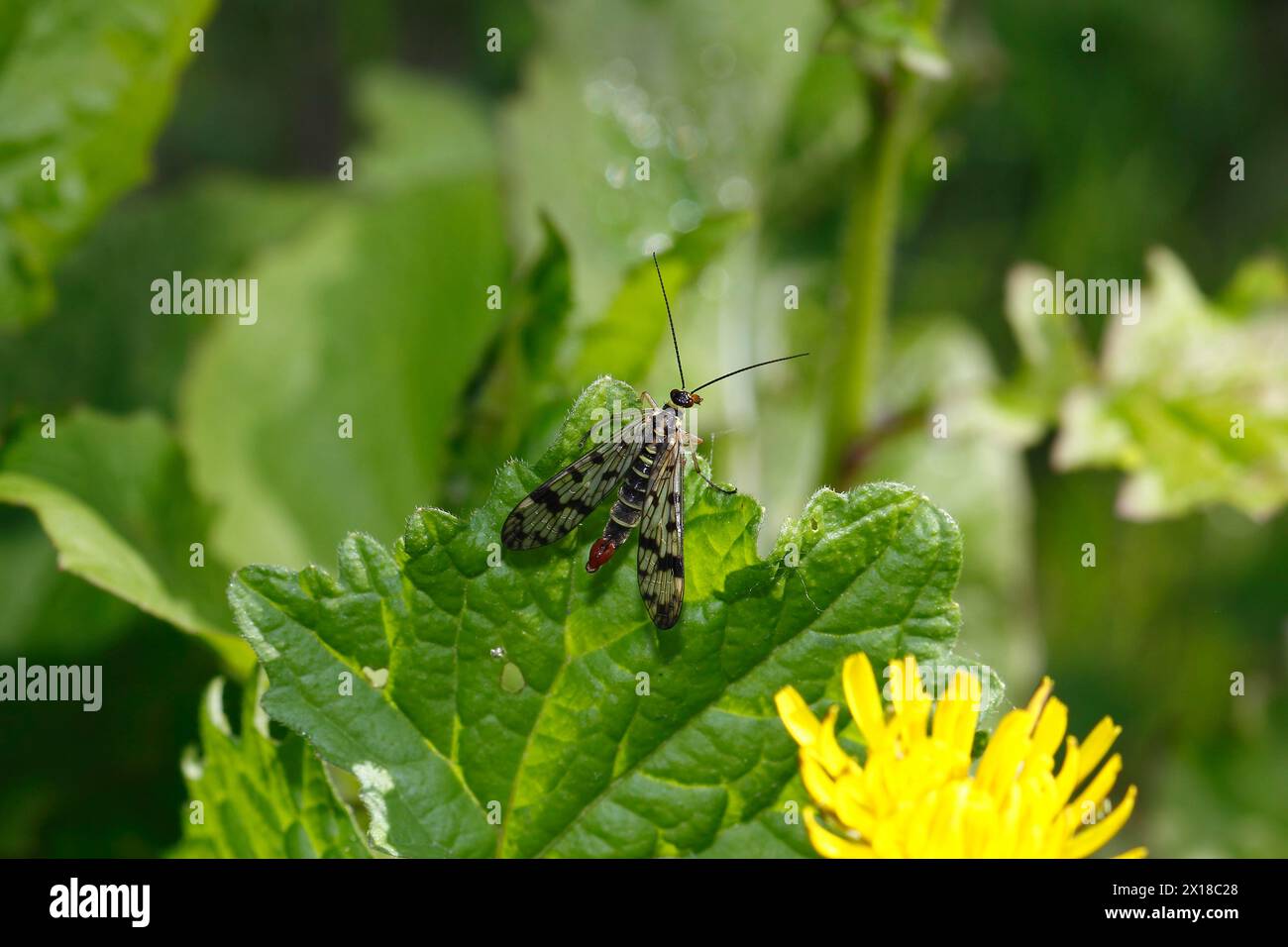 Scorpionfly comune (Panorpa communis), Renania settentrionale-Vestfalia, Germania Foto Stock