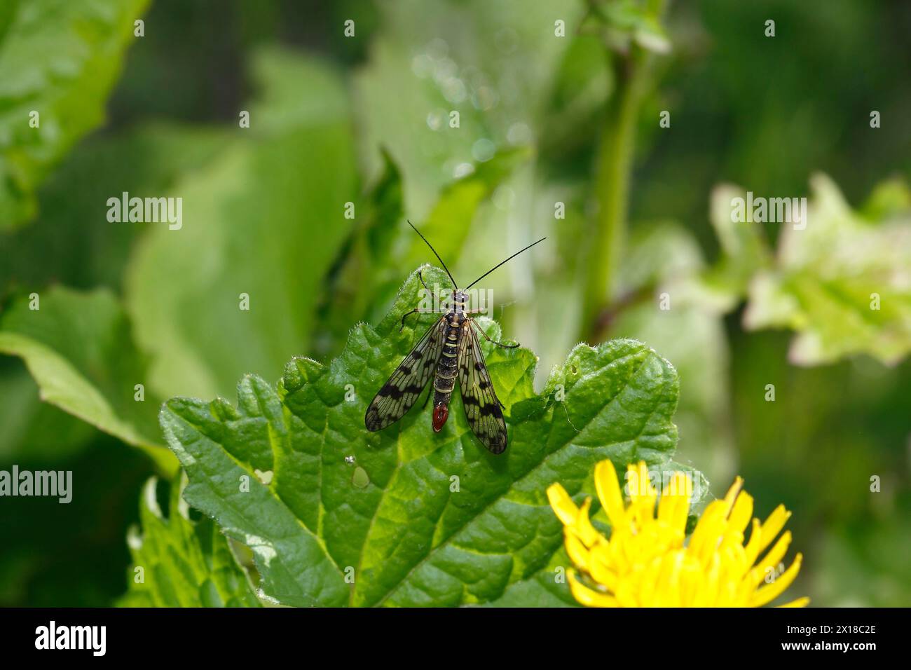 Scorpionfly comune (Panorpa communis), Renania settentrionale-Vestfalia, Germania Foto Stock