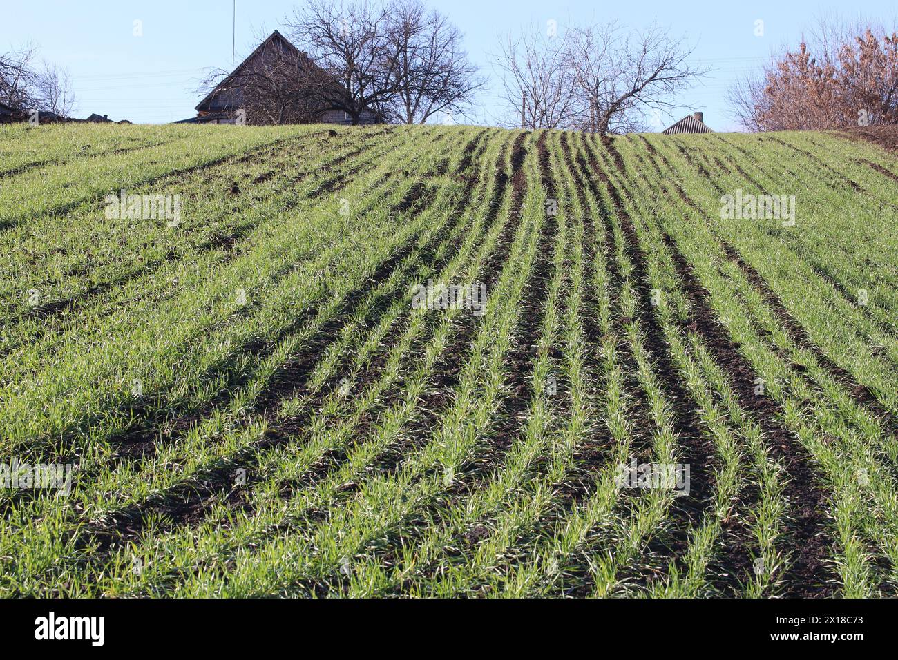 Campo di grano giovane, giovani piante di grano verde che crescono in un campo. Ucraina, Cherkasy Foto Stock