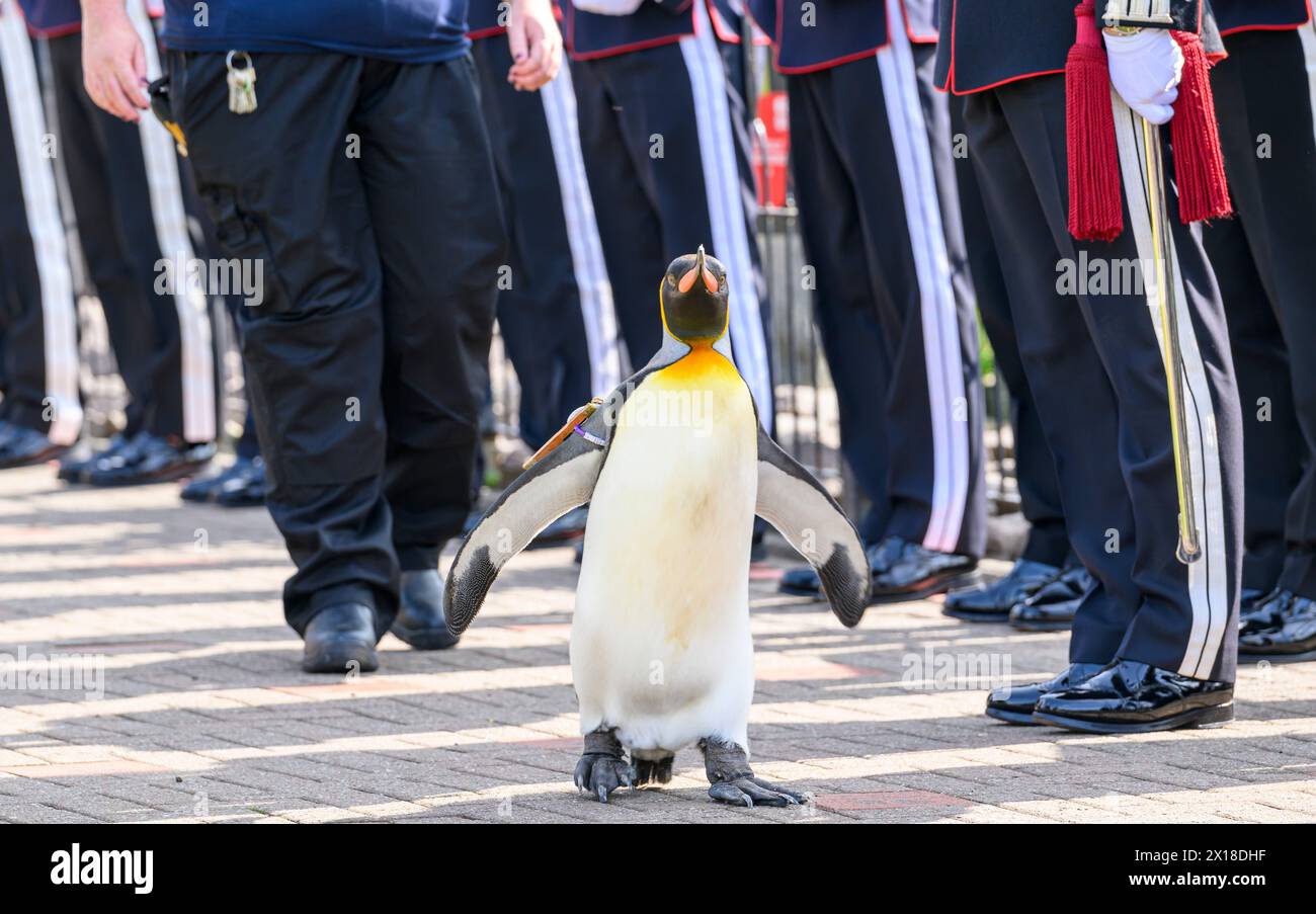 Una Guardia d'Onore per Sir Nils Olav - il pinguino re più famoso del mondo - come viene promosso in una prestigiosa cerimonia di premiazione allo Zoo di Edimburgo Foto Stock