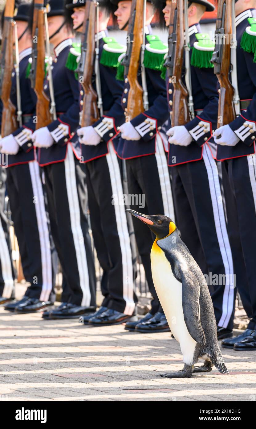 Una Guardia d'Onore per Sir Nils Olav - il pinguino re più famoso del mondo - come viene promosso in una prestigiosa cerimonia di premiazione allo Zoo di Edimburgo Foto Stock