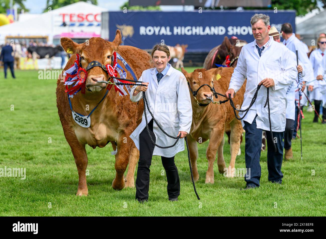 Il Royal Highland Show Cattle Foto Stock