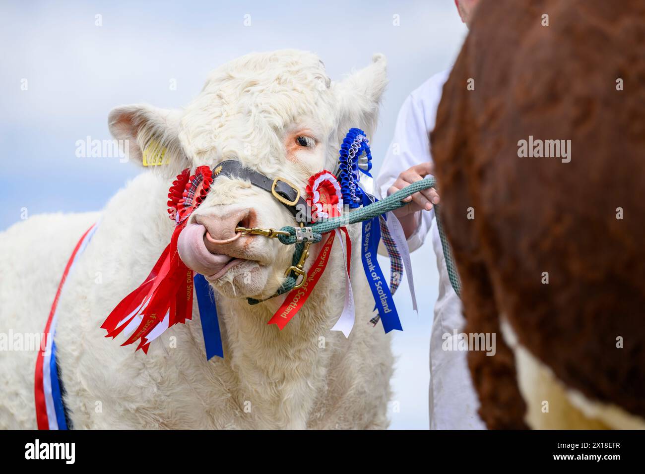 Il Royal Highland Show Cattle Foto Stock