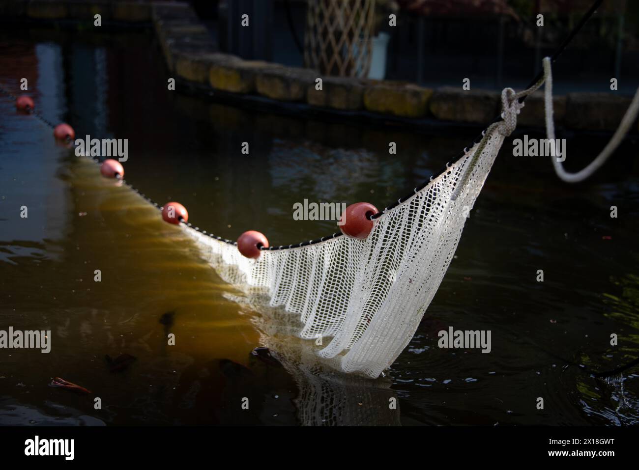 Una rete da pesca per metà sommersa in acqua, detenuta da boe rosse, Germania Foto Stock