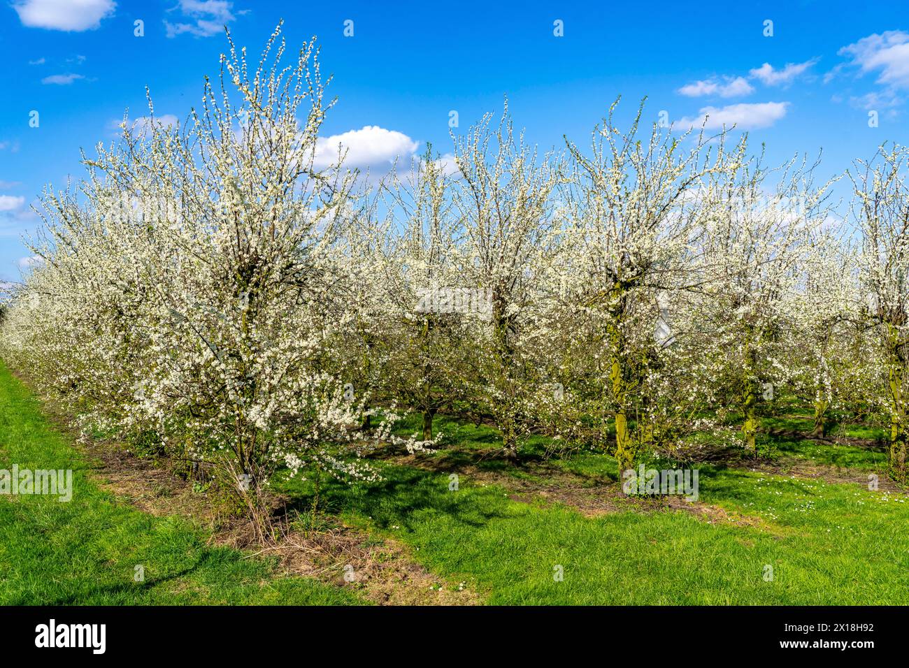 Fattoria di frutta vicino a Bottrop-Kirchhellen, meli in fiore, NRW, Germania Foto Stock