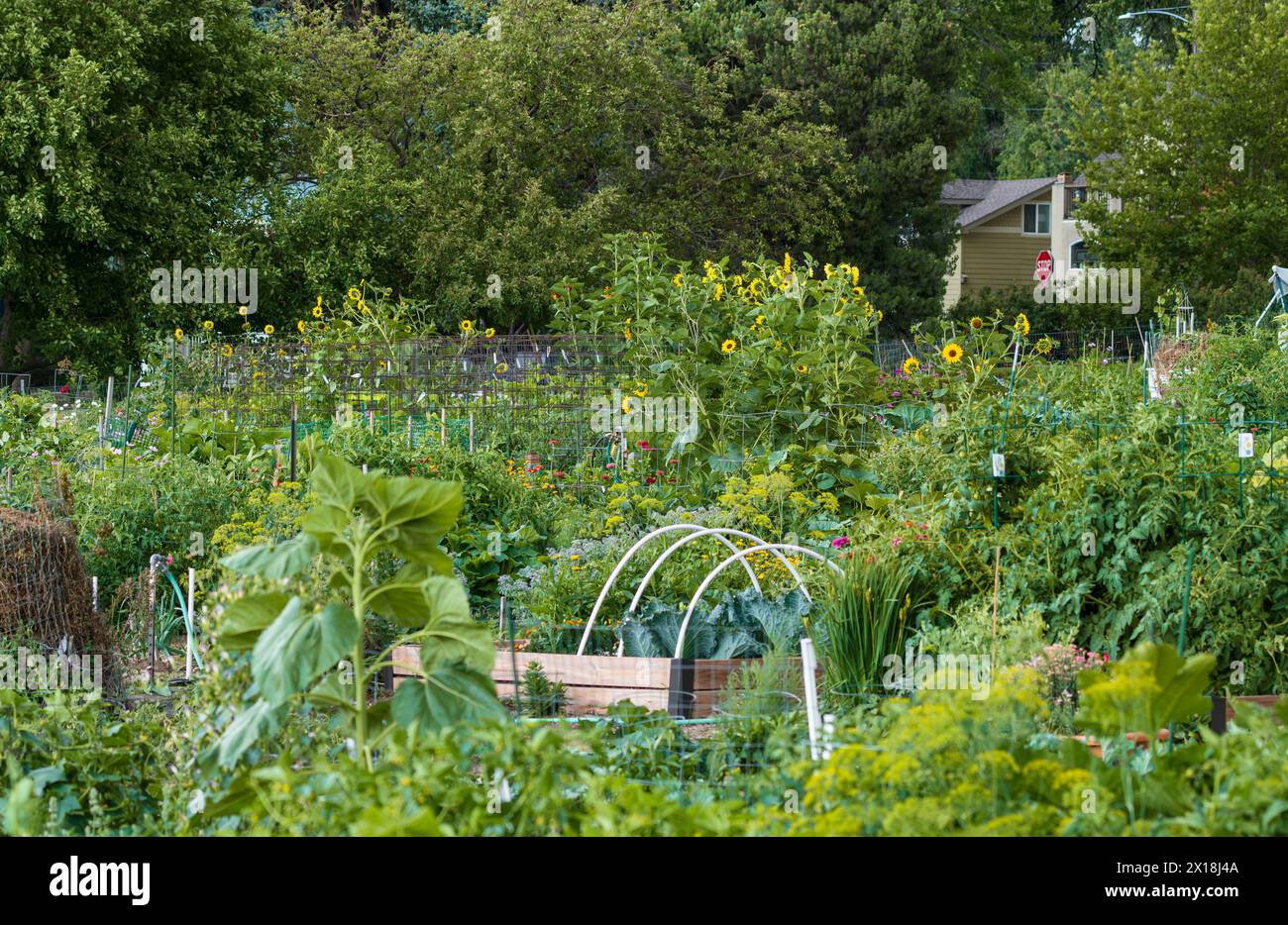 Un fiorente giardino comunitario pieno di piante e fiori nel quartiere di Littleton, vicino a Denver, Colorado. Foto Stock