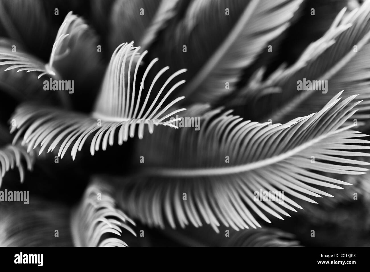 Foto astratta di palma sago o Cycas revoluta in bianco e nero Foto Stock