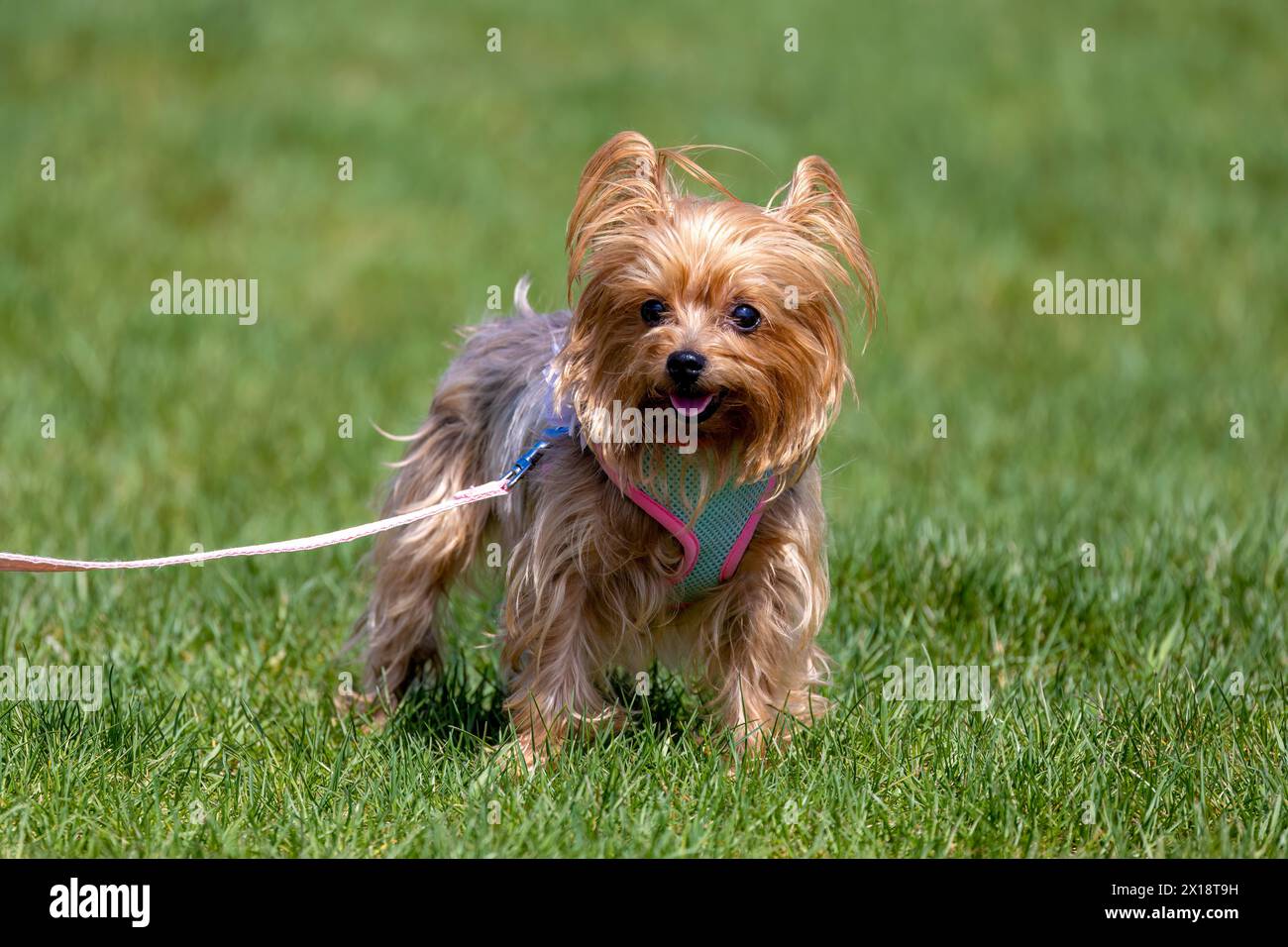 Lo Yorkshire Terrier. Razza britannica conosciuta anche come Yorkie Foto Stock